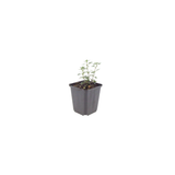Teucrium chamaedrys (6 stuks)