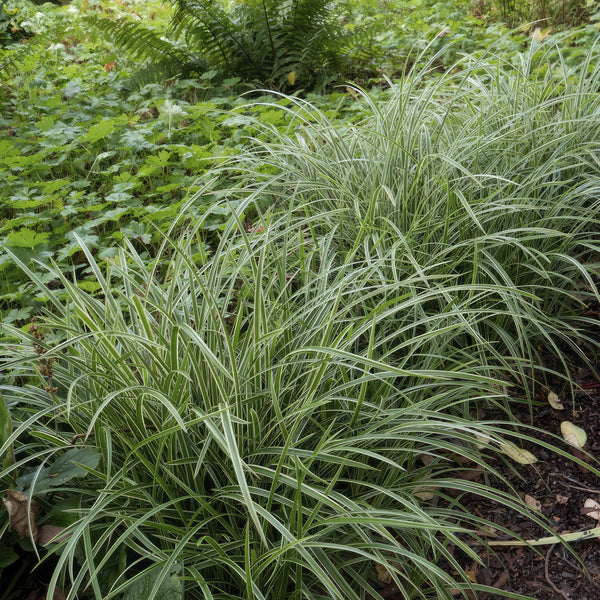 Carex morrowii 'Ice Dance' (6 stuks)