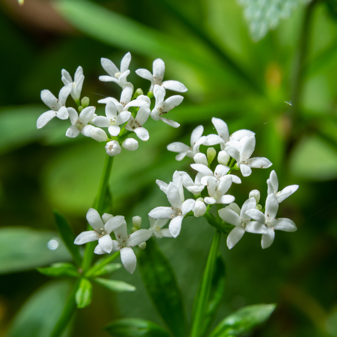 Galium odoratum (6 stuks)