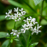 Galium odoratum (6 stuks)