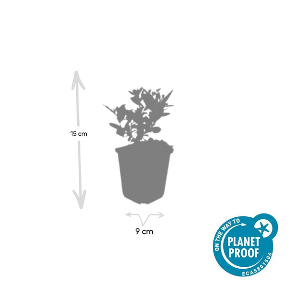 Aster ageratoides 'Stardust' (6 stuks)