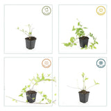Vinca major 'Alba' (6 stuks)