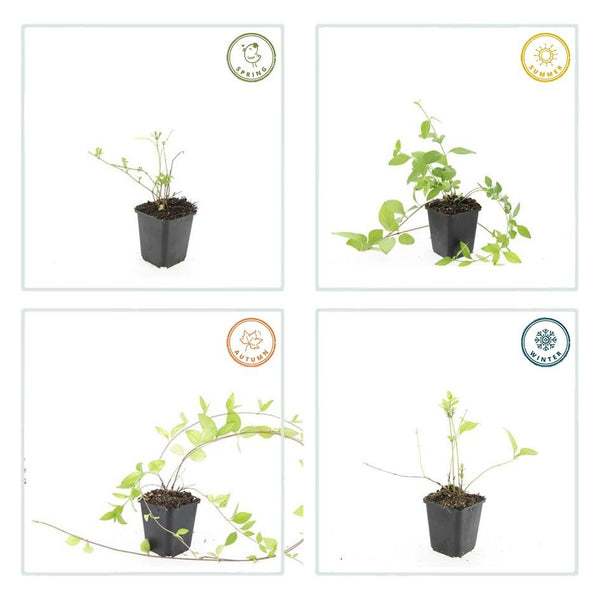 Vinca major 'Alba' (6 stuks)