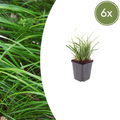 Carex morrowii (6 stuks)