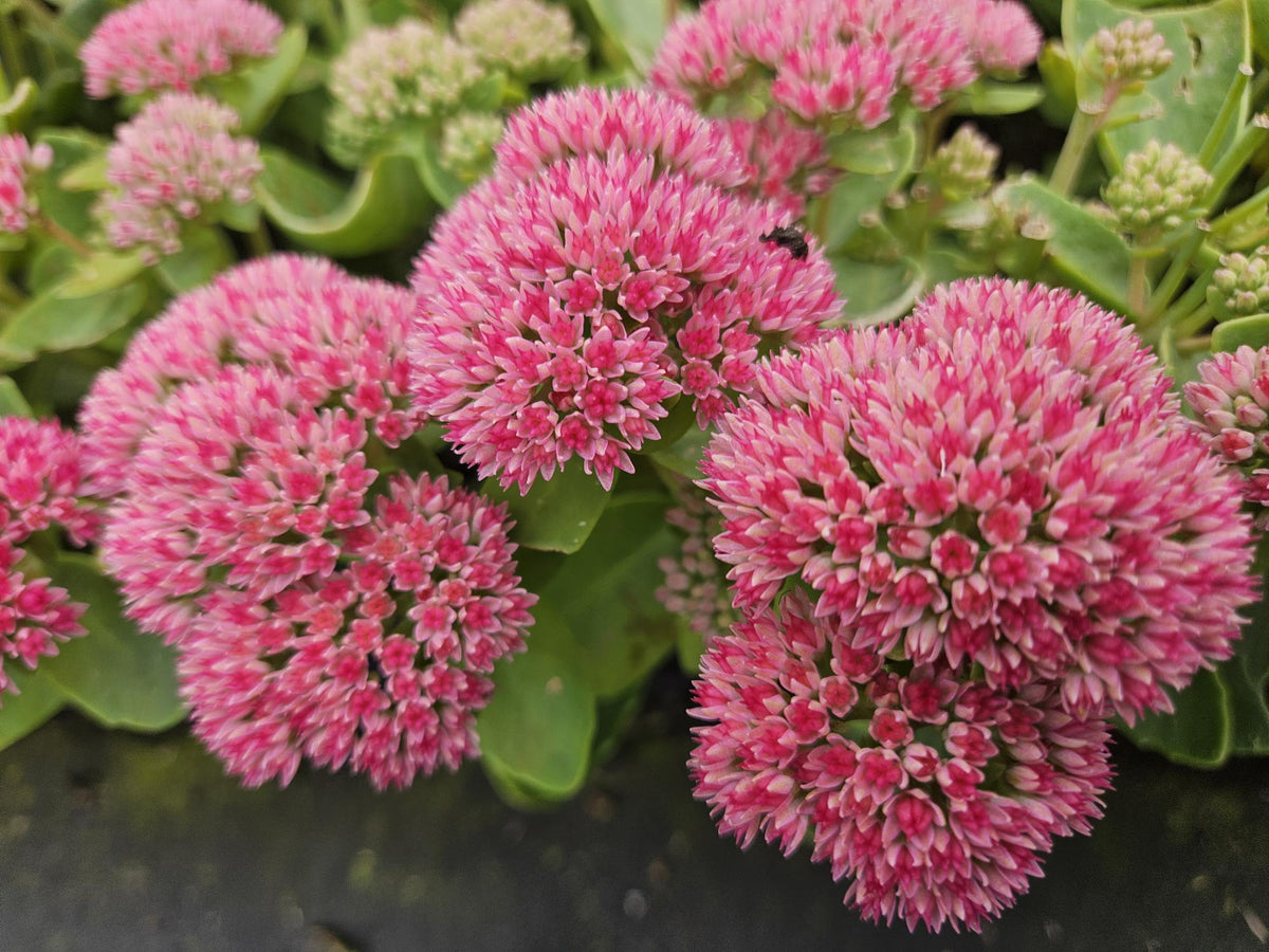 Sedum 'Herbstfreude' (6 stuks)