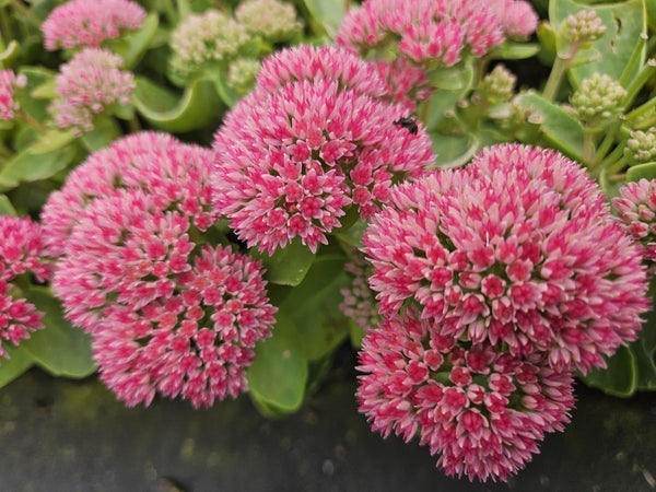 Sedum 'Herbstfreude' (6 stuks)