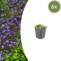 Verpakking — Campanula poscharskyana (6 stuks)