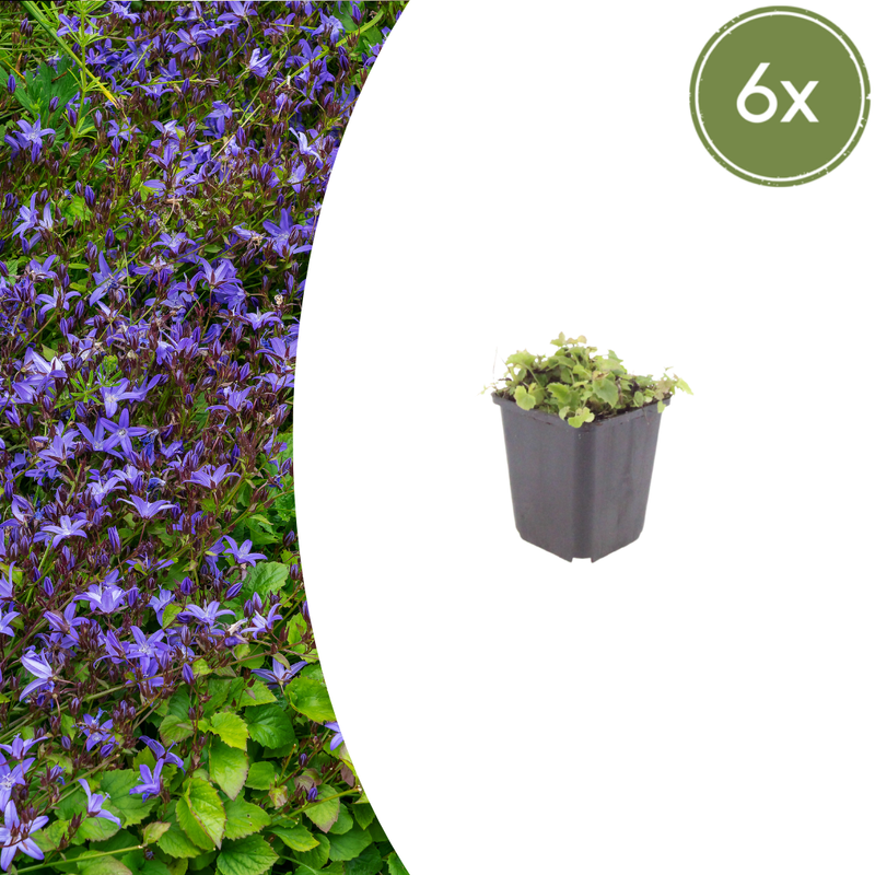 Campanula poscharskyana (6 stuks)