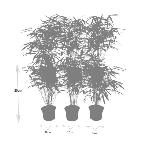 Fargesia rufa (6 stuks)