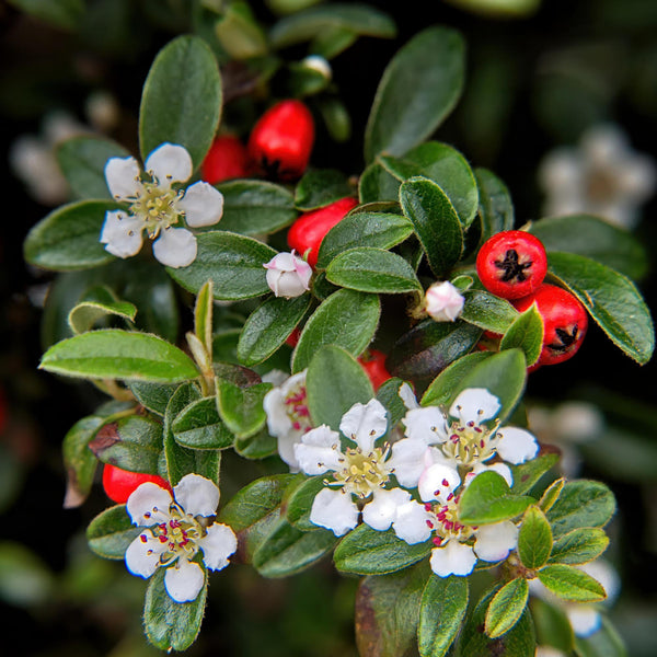 Cotoneaster dammeri 'Major' (6 stuks)