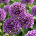 30x Allium Purple Sensation - Sierui