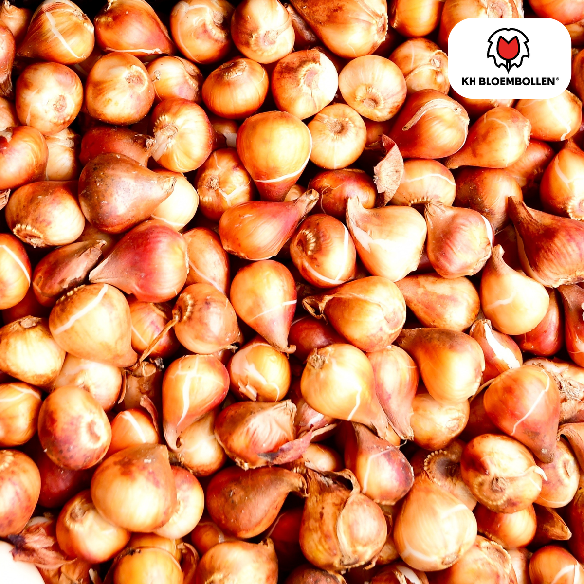 Double Flag tulpenbollen – 20 stuks – maat 11/12