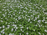 Isotoma fluviatilis 'Alba' (6 stuks)