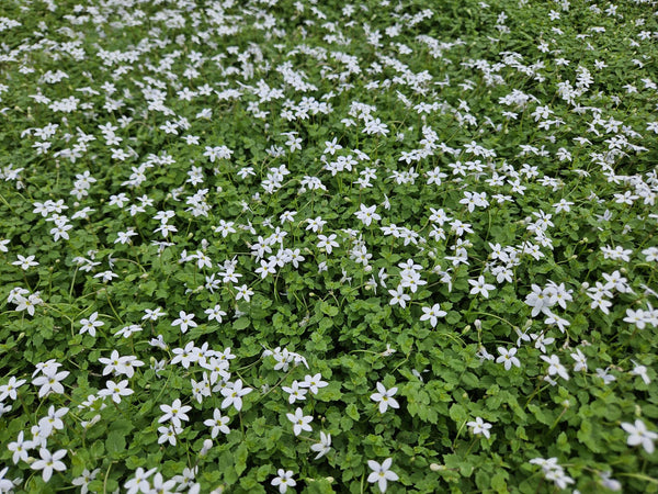 Isotoma fluviatilis 'Alba' (6 stuks)