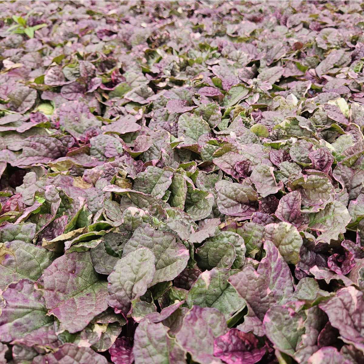 Ajuga reptans 'Burgundy Glow' (6 stuks)