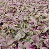 Ajuga reptans 'Burgundy Glow' (6 stuks)