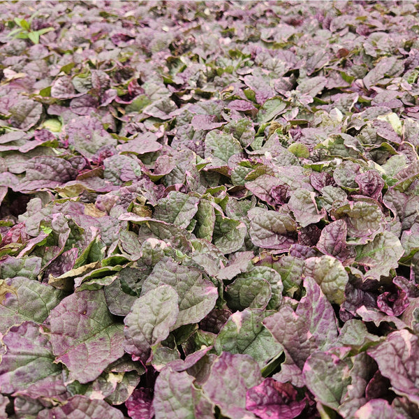 Ajuga reptans 'Burgundy Glow' (6 stuks)