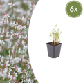 Gaura lindheimeri (6 stuks)
