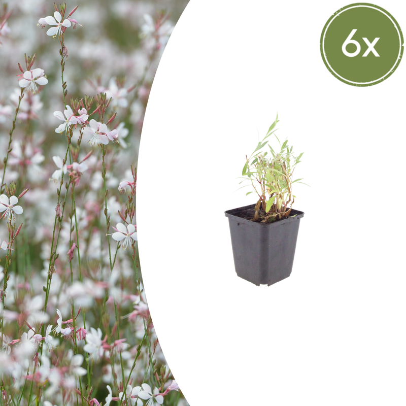 Gaura lindheimeri (6 stuks)