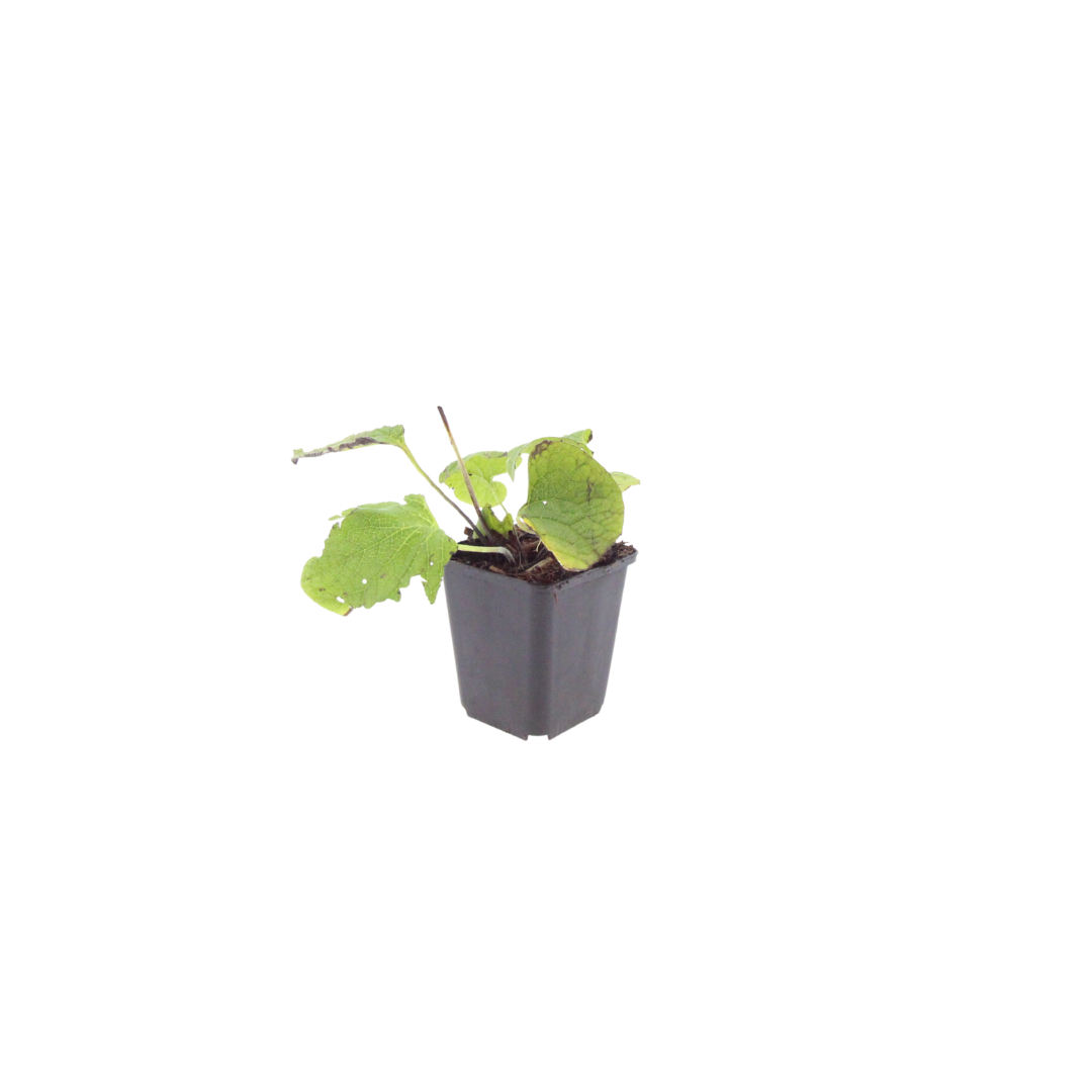 Brunnera macrophylla (6 stuks)