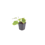 Brunnera macrophylla (6 stuks)