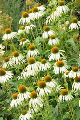 Echinacea purpurea 'White Swan' (6 stuks)