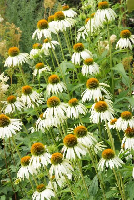 Echinacea purpurea 'White Swan' (6 stuks)