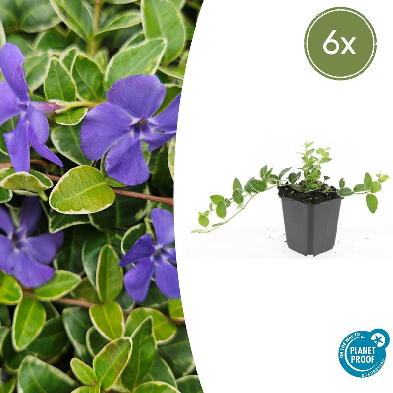 Vinca minor 'Argenteovariegata' (6 stuks)