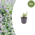 Nepeta faassenii (6 stuks)