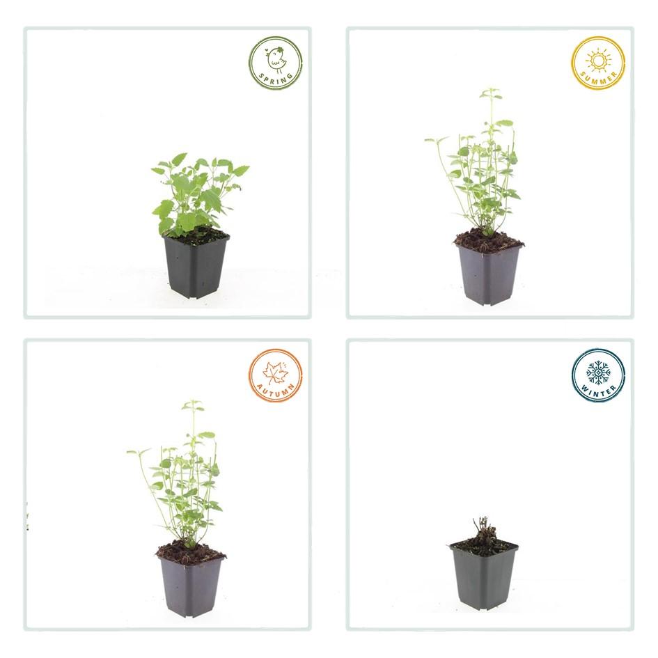 Agastache 'Black Adder' (6 stuks)