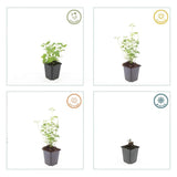 Agastache 'Black Adder' (6 stuks)