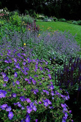 Geranium 'Johnson's Blue' (6 stuks)