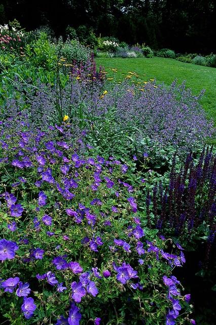 Geranium 'Johnson's Blue' (6 stuks)
