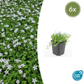 Isotoma fluviatilis 'Alba' (6 stuks)