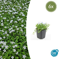 Verpakking — Isotoma fluviatilis 'Alba' (6 stuks)