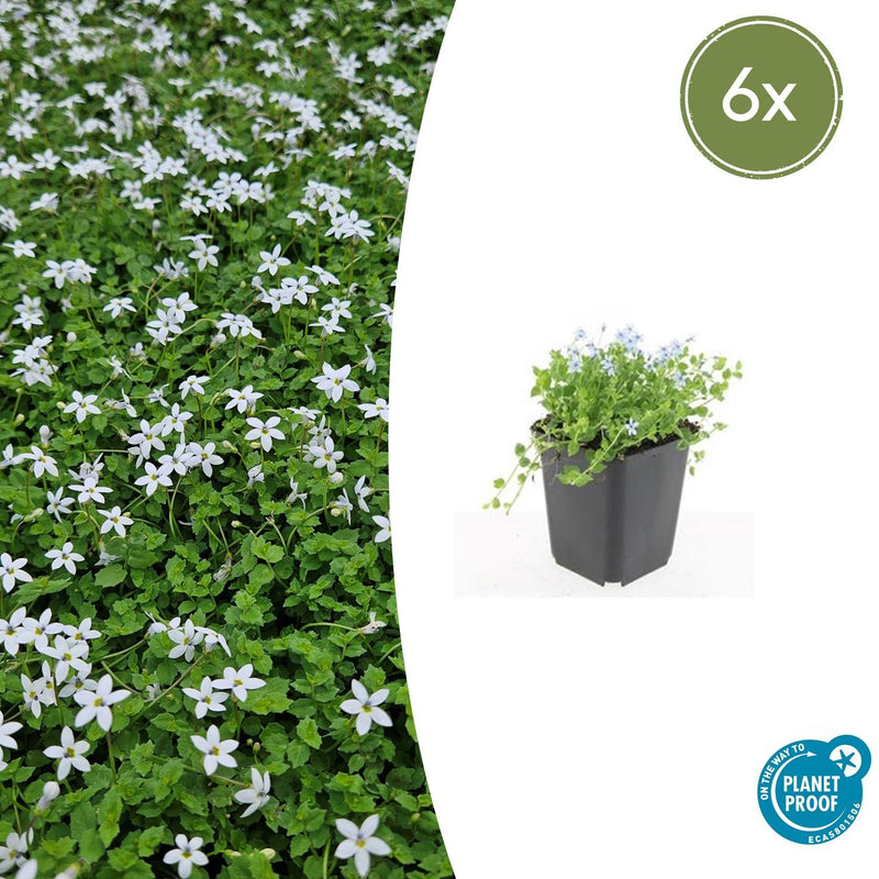 Isotoma fluviatilis 'Alba' (6 stuks)
