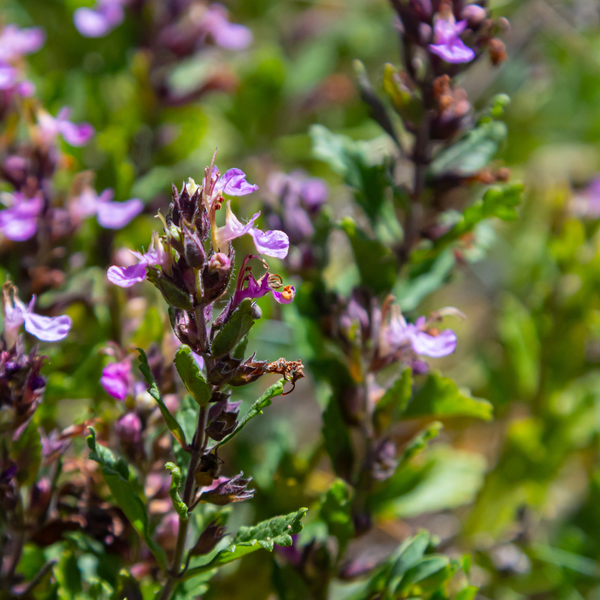 Teucrium chamaedrys (6 stuks)