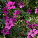 Geranium sanguineum 'Max Frei' (6 stuks)
