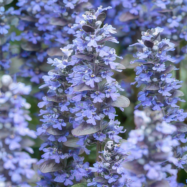 Ajuga reptans 'Burgundy Glow' (6 stuks)