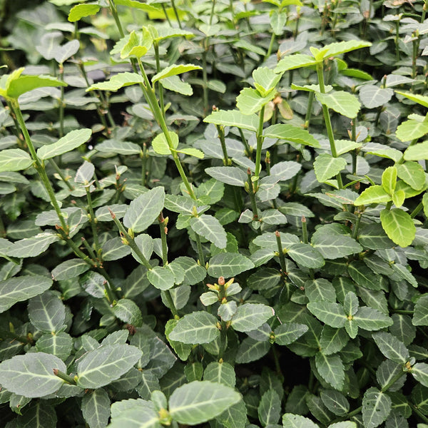 Euonymus fortunei var. radicans (6 stuks)