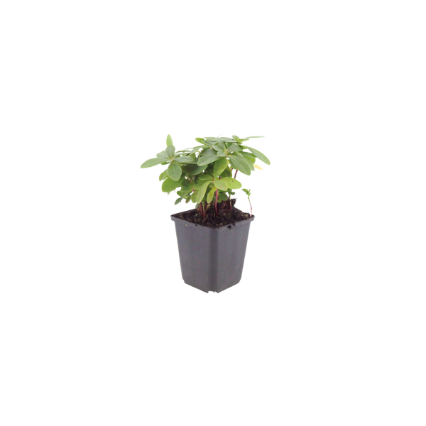 Euphorbia amygdaloides 'Robbiae' (6 stuks)