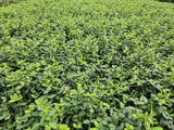 Euonymus fortunei 'Minimus' (6 stuks)
