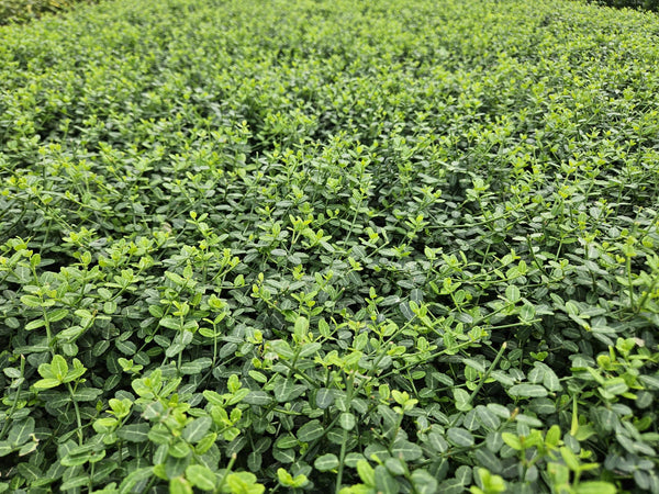 Euonymus fortunei 'Minimus' (6 stuks)