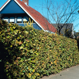 Palletdeal Haagplanten:  50 Fagus sylvatica Mini Pallet