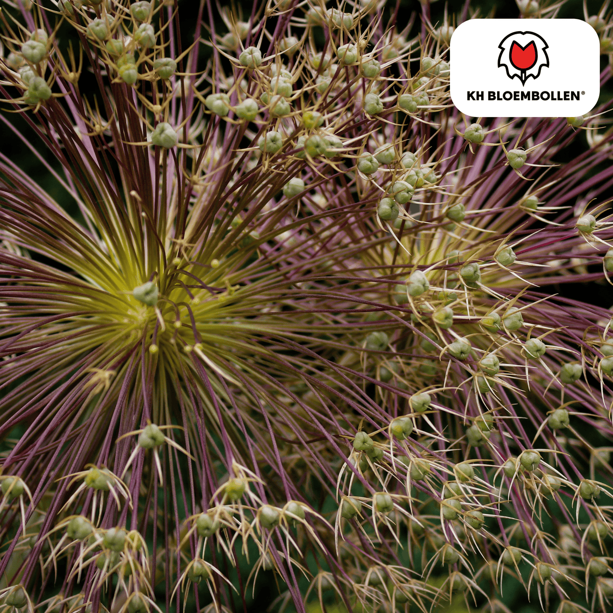 5x Allium Schubertii