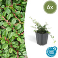 Cotoneaster procumbens 'Streib's Findling' (6 stuks)