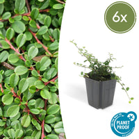Verpakking — Cotoneaster procumbens 'Streib's Findling' (6 stuks)