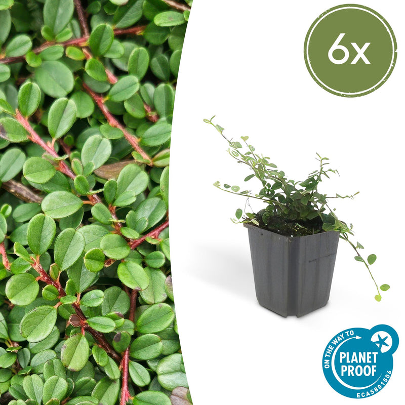 Cotoneaster procumbens 'Streib's Findling' (6 stuks)