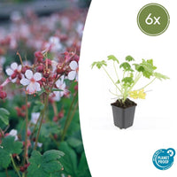 Verpakking — Geranium macrorrhizum 'Spessart' (6 stuks)
