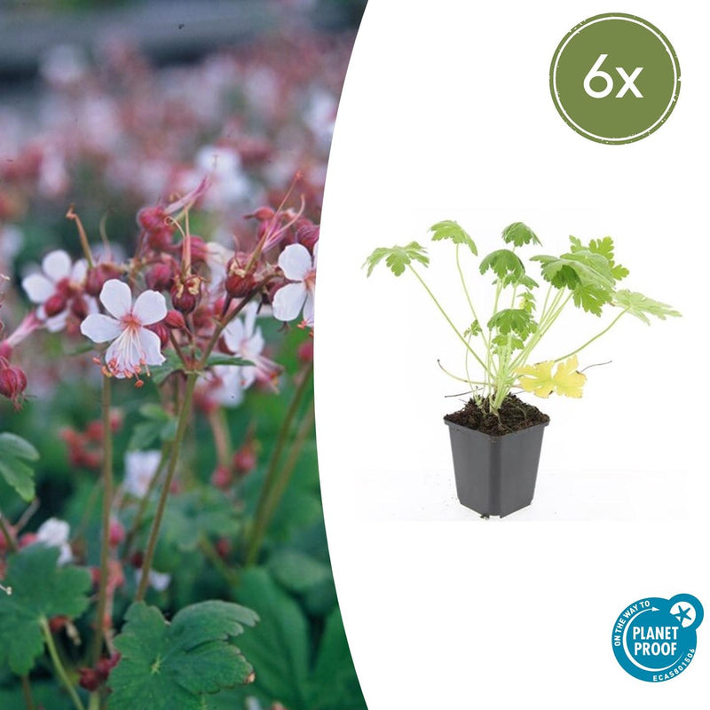 Geranium macrorrhizum 'Spessart' (6 stuks)